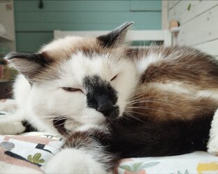 Животные
