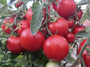 Томаты