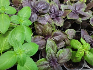 Сериал Тайный сад трав 🌿