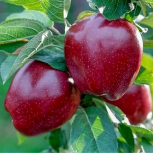 Яблоки с юга России.