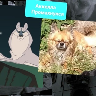 Чивава Микась