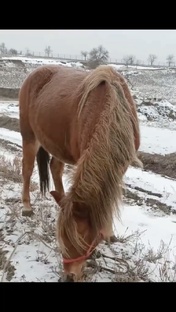 Лошадь Кира 