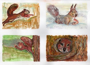 Мои городские белки 