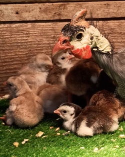 Домашняя птица 