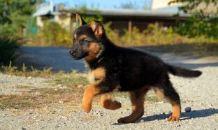 Усыновленные собачки