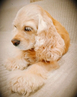 Зверье мое  ❤️