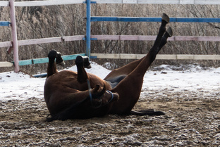 Смешно про лошадей 
