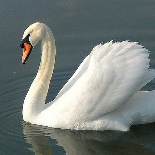 Лебедь: элегантность, сила и загадки белоснежного символа