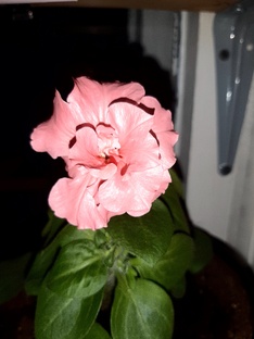 Петунии