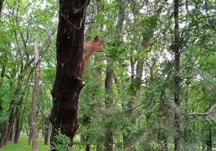 ВИДЕО-РОССИЯ