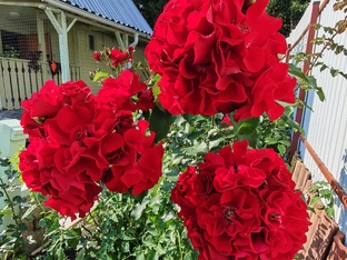 Розы моего сада