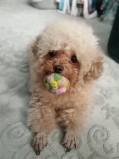 Аля. Той пудель 