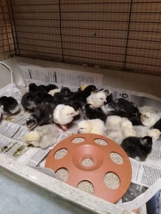 Пернатая и рогатая молодежь.