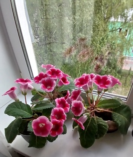 Комнатные цветы