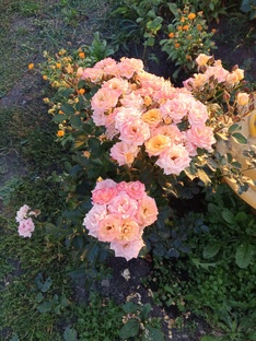 Мои цветы. Выращивание и уход