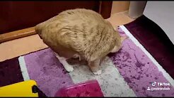 любопытный котофей