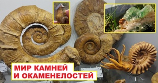Камни. Мир минералов и окаменелостей