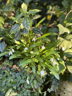 Природа Сочи