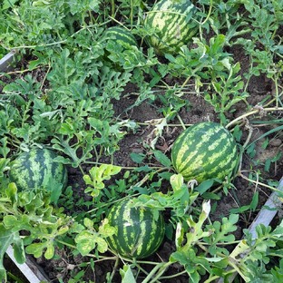 Дачные истории