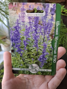 Ароматные растения для сада