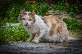 И обернулась она к дому