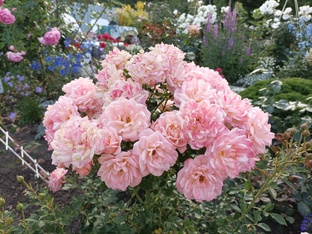 Пересортные розы