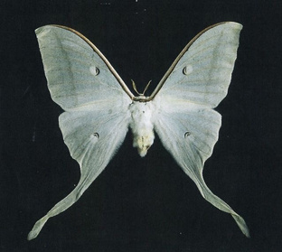 Узоры моего духа 