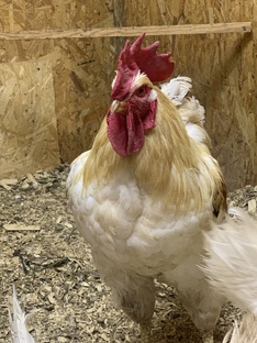 Мои пернатые 