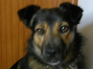 Животные - наши Питомцы