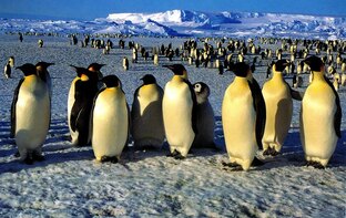 Антарктида+ 1995-96