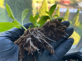 Семена, рассада, грунт