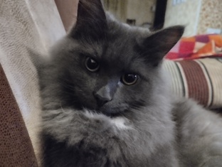 Кот Кузя