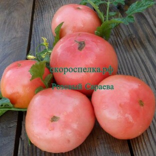 Томаты Советского селекционера Сараева П.Я. и их семена.