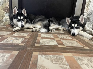 Хаски и человек: путь к настоящей связи