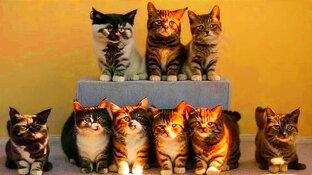 BaZZARRR товар  ДОНАТ DONAT+