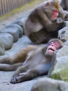 Там, где звери