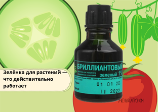 Зеленая аптека