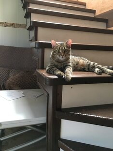 Мои котейки
