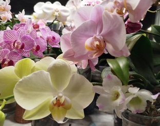 ОРХИДЕЙНЫЕ ПОЛЕЗНОСТИ И ЛАЙХАКИ