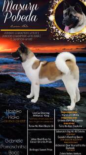 Американская Акита 