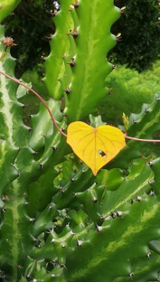 ФРАЗЫ БЕЗУСЛОВНОЙ ЛЮБВИ