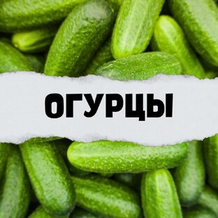 Грядка сочных ОГУРЦОВ