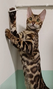 Коша