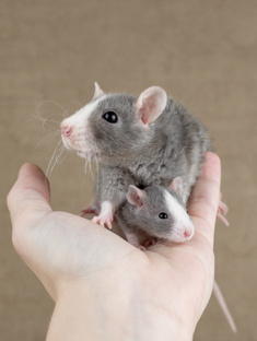 Всё о карликовых крысах (дварф)