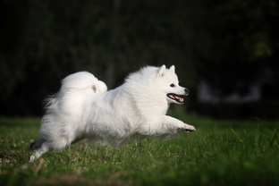 Японские Шпицы питомника Доник Стайл на природе
