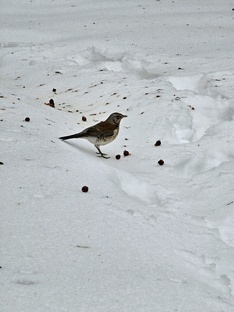Март 2026 на 25 тыс. руб. в Санкт-Петербурге. 
