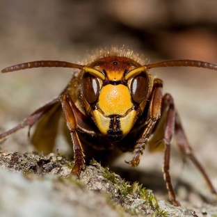 Шершень: оружие природы в жёлто-чёрной расцветке