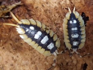 Porcellio expansus "Orange"