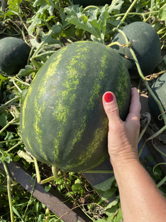 Арбузы и дыни в Подмосковье.