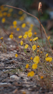 Природа Пушкино 